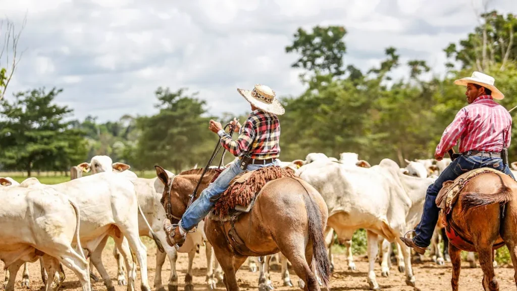 Cattle Investing—The Wild But Lucrative Way To Grow Your Wealth!